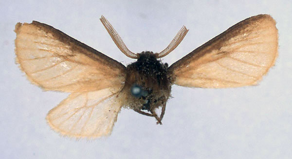 /filer/webapps/moths/media/images/S/salmonea_Metarctia_HT_BMNH_01.jpg