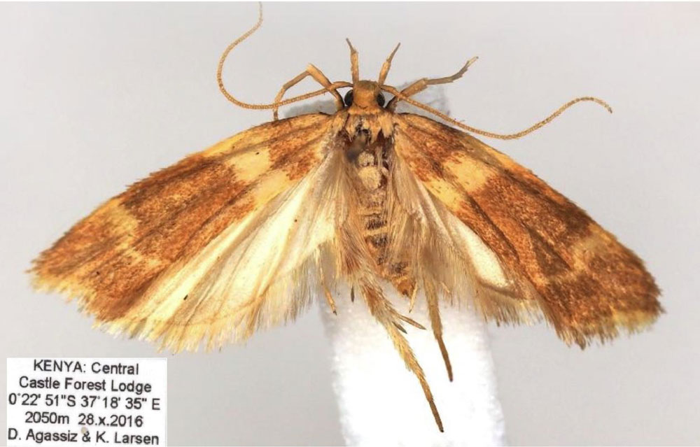 /filer/webapps/moths/media/images/S/saltualis_Dragmatucha_HT_BMNH.jpg