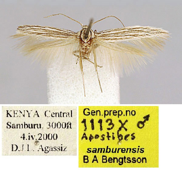 /filer/webapps/moths/media/images/S/samburensis_Apostibes_HT_BMNH.jpg
