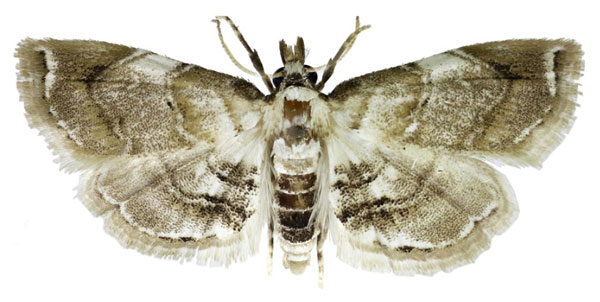 /filer/webapps/moths/media/images/S/samueli_Trichophysetis_HT_BMNH.jpg