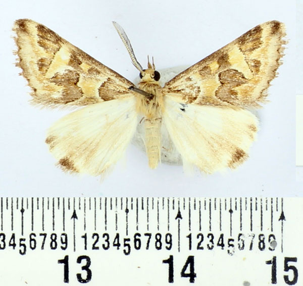 /filer/webapps/moths/media/images/S/sana_Cerocala_AM_BMNH.jpg