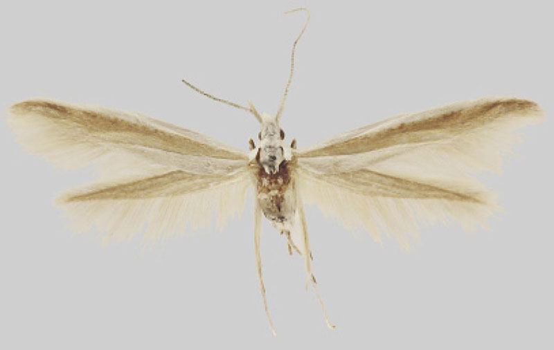 /filer/webapps/moths/media/images/S/sandveldensis_Coleophora_PTF_MfN.jpg