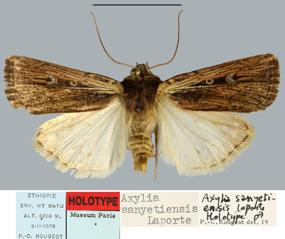 /filer/webapps/moths/media/images/S/sanyetiensis_Axylia_HT_MNHN.jpg