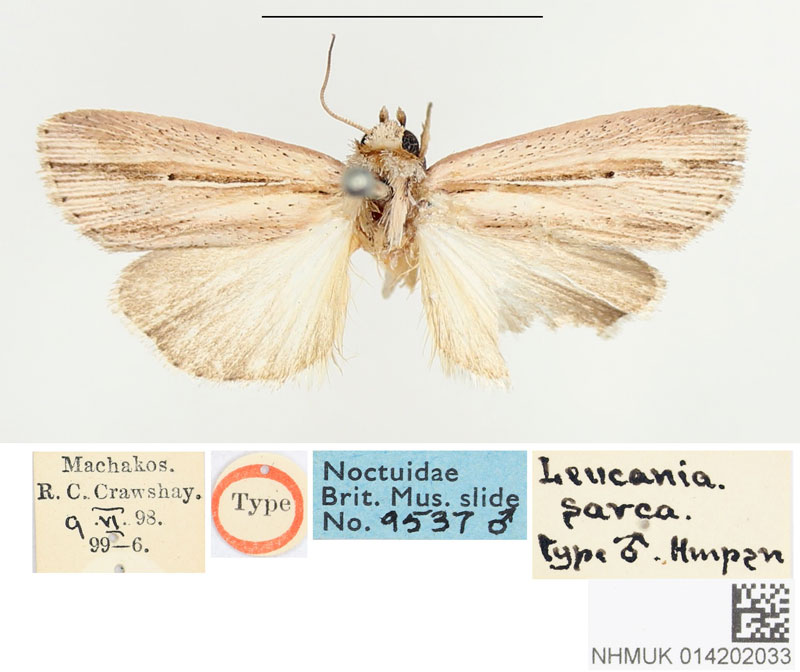 /filer/webapps/moths/media/images/S/sarca_Leucania_STM_BMNH.jpg