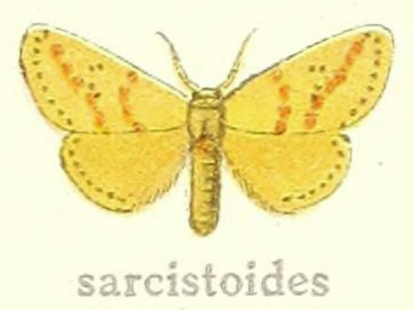 /filer/webapps/moths/media/images/S/sarcistoides_Lacipa_HT_Hering_21a.jpg