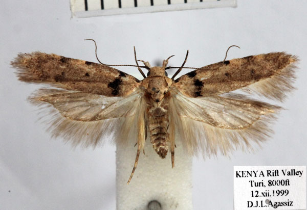 /filer/webapps/moths/media/images/S/sarcochroma_Teleiopsis_AM_BMNH.jpg