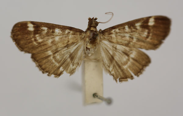 /filer/webapps/moths/media/images/S/sarronalis_Syllepte_HT_BMNH.jpg