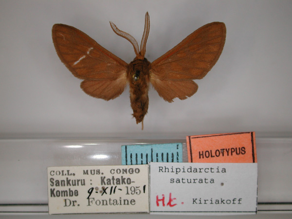 /filer/webapps/moths/media/images/S/saturata_Rhipidarctia_HT_RMCA_01.jpg