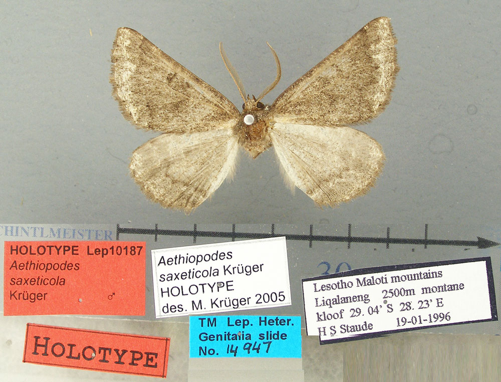 /filer/webapps/moths/media/images/S/saxeticola_Aethiopodes_HT_TMSA.jpg