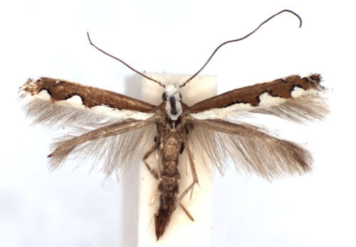 /filer/webapps/moths/media/images/S/scalariella_Dialectica_A_BMNH.jpg