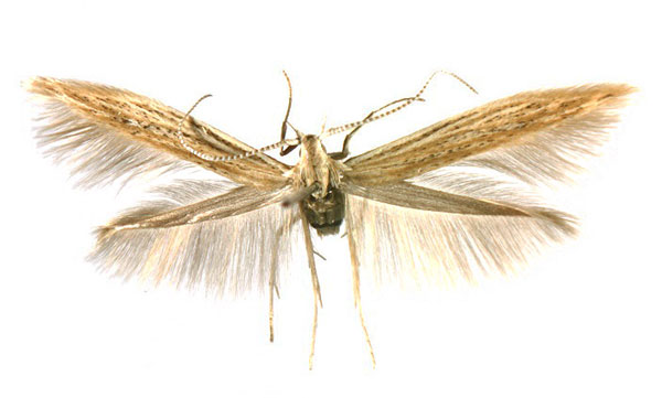 /filer/webapps/moths/media/images/S/scaleuta_Coleophora_AF_Agassiz.jpg