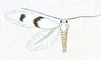 /filer/webapps/moths/media/images/S/scammatias_Leucoptera_HT_Meyrick_8-4.jpg