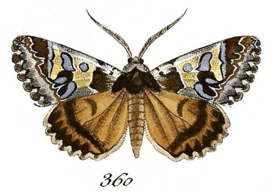 /filer/webapps/moths/media/images/S/scapulosa_Noctua_HT_Hubner_77-360.jpg