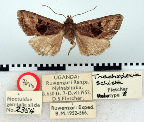 /filer/webapps/moths/media/images/S/schista_Tracheplexia_HT_BMNH.jpg