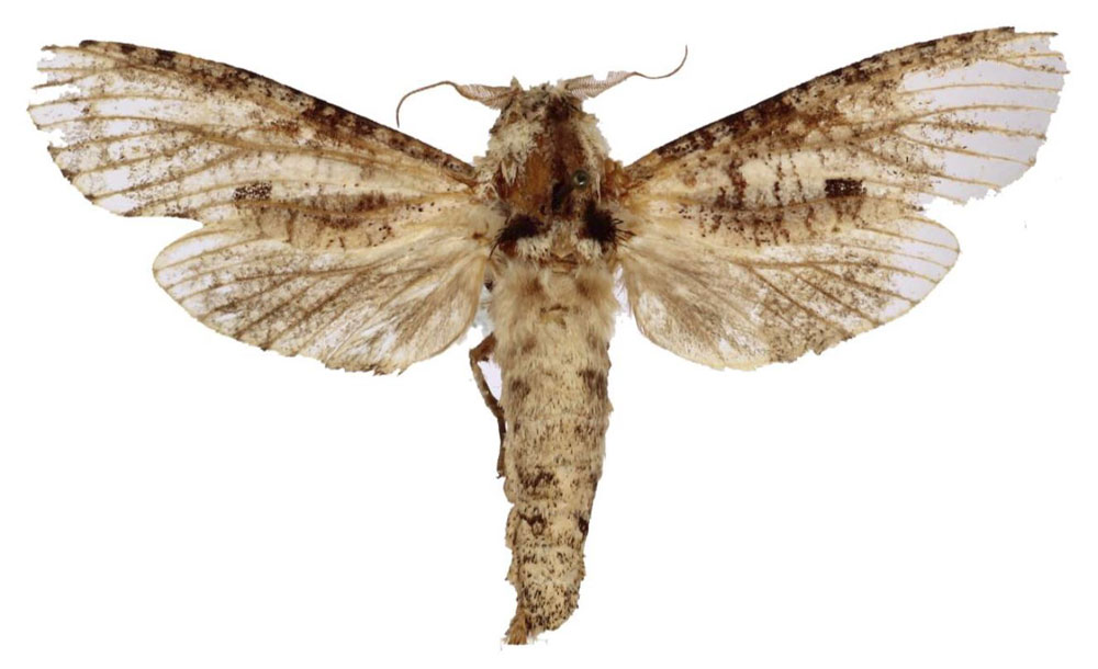 /filer/webapps/moths/media/images/S/schoorli_Aethalopteryx_HT_BMNH.jpg