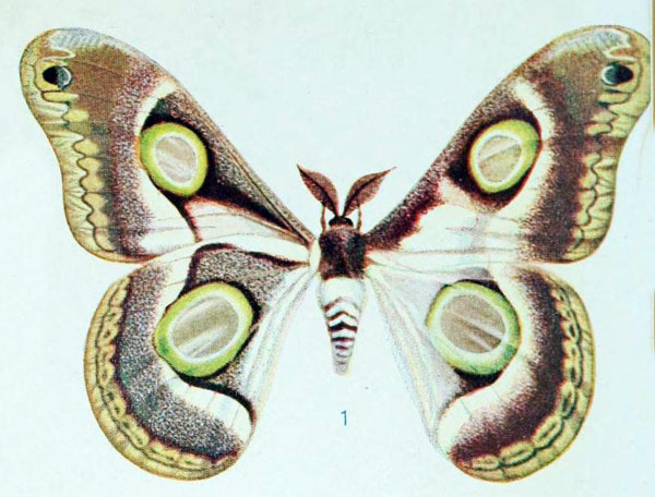 /filer/webapps/moths/media/images/S/schultzei_Epiphora_HT_Aurivillius_1905_4-1.jpg