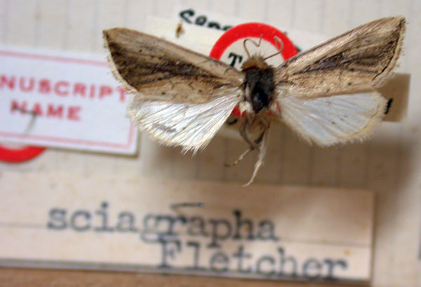 /filer/webapps/moths/media/images/S/sciagrapha_Sesamia_HT_BMNH.jpg