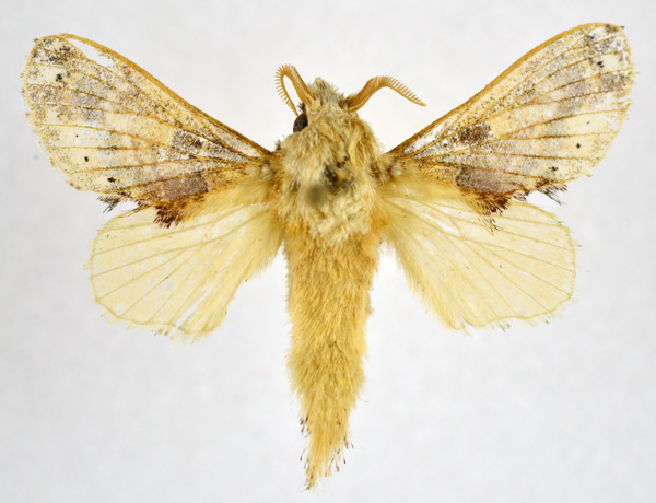 /filer/webapps/moths/media/images/S/scilla_Odontocheilopteryx_AF_NHMO.jpg