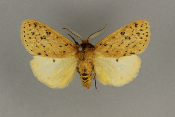 /filer/webapps/moths/media/images/S/scioana_Eyralpenus_AM_BMNH.jpg