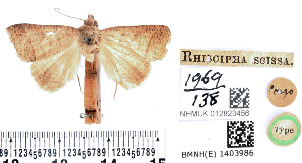 /filer/webapps/moths/media/images/S/scissa_Rhiscipha_HT_BMNH.jpg