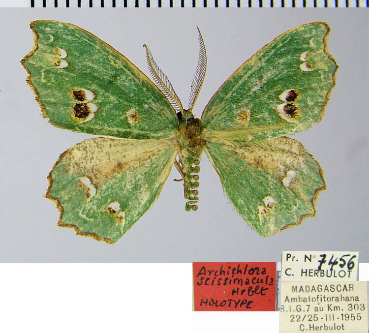 /filer/webapps/moths/media/images/S/scissimacula_Archichlora_HT_ZSMa.jpg