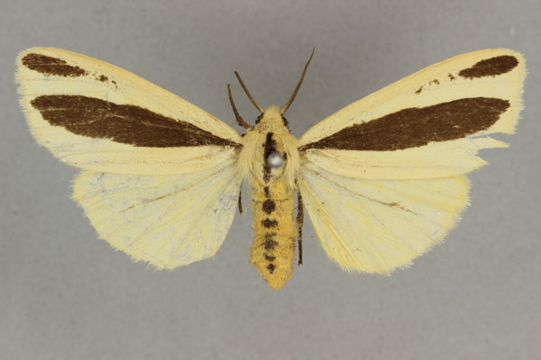 /filer/webapps/moths/media/images/S/scita_Epilacydes_HT_BMNH.jpg