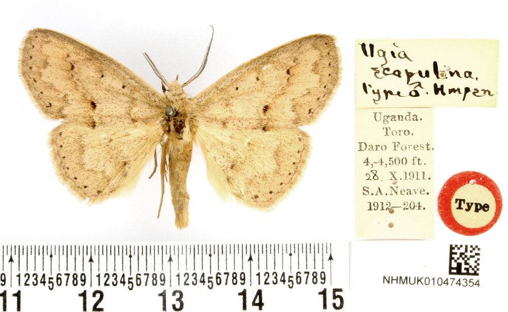/filer/webapps/moths/media/images/S/scopulina_Ugia_HT_BMNH.jpg