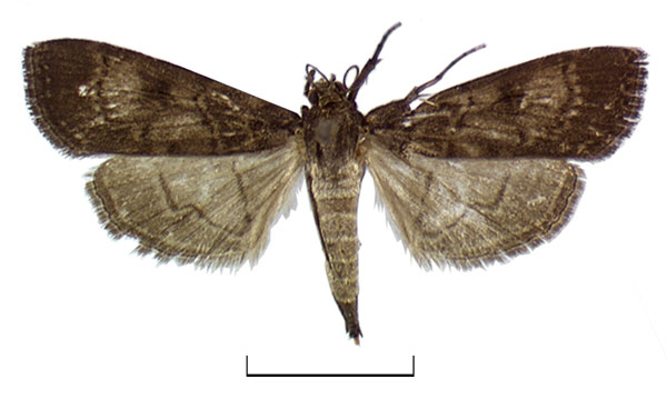 /filer/webapps/moths/media/images/S/scotalis_Paracymoriza_HT_BMNH.jpg