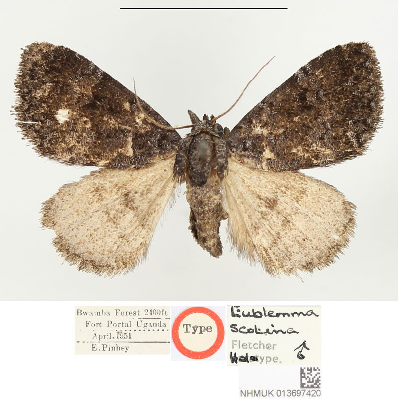 /filer/webapps/moths/media/images/S/scotina_Eublemma_HT_BMNH.jpg