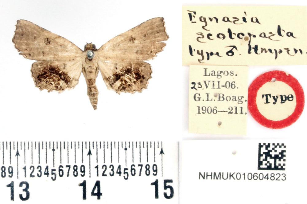 /filer/webapps/moths/media/images/S/scotopasta_Egnasia_HT_BMNH.jpg