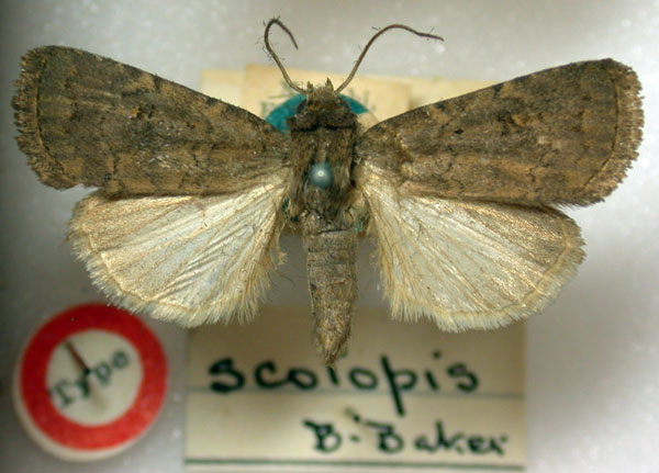 /filer/webapps/moths/media/images/S/scotopis_Elydna_HT_BMNH.jpg