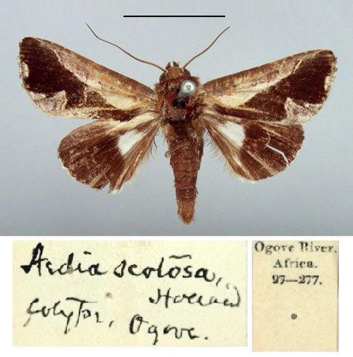 /filer/webapps/moths/media/images/S/scotosa_Aedia_PT_BMNH.jpg