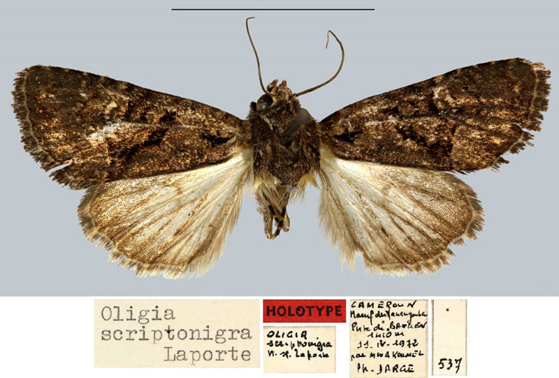 /filer/webapps/moths/media/images/S/scriptonigra_Oligia_HT_MNHN.jpg