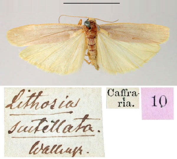/filer/webapps/moths/media/images/S/scutellata_Lithosia_HT_SNHM.jpg