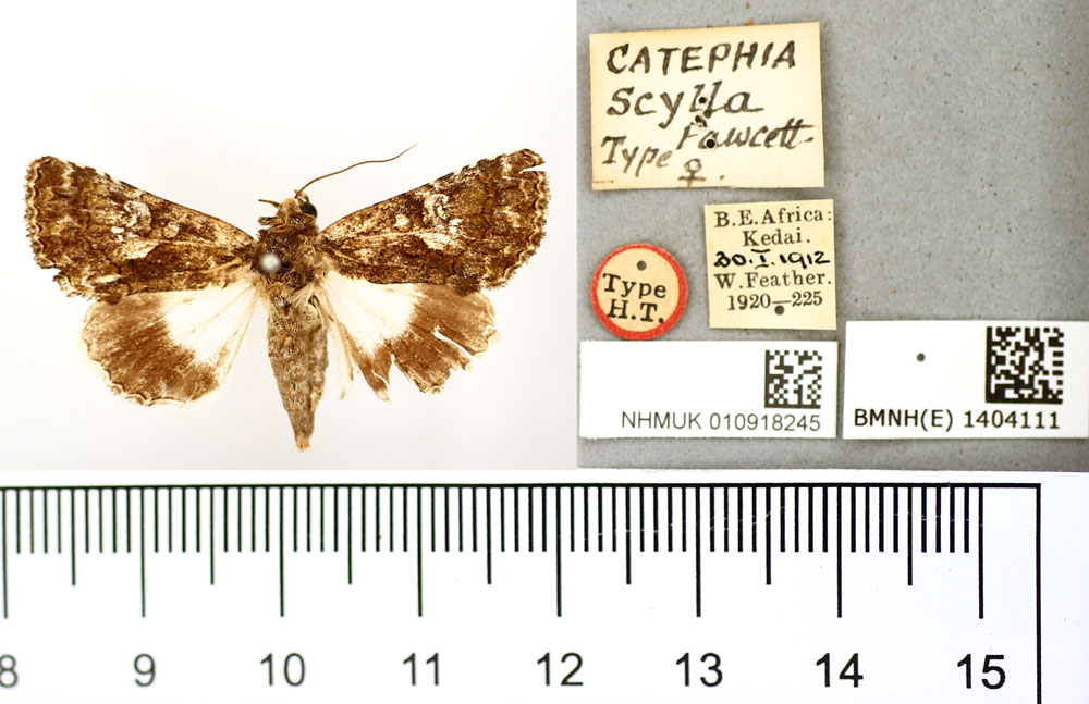 /filer/webapps/moths/media/images/S/scylla_Catephia_HT_BMNH.jpg