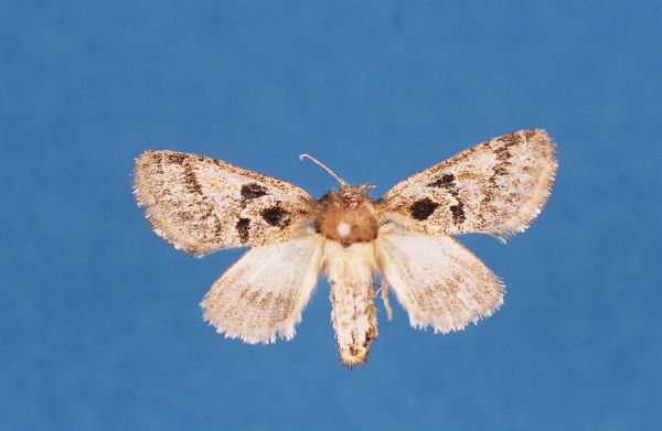 /filer/webapps/moths/media/images/S/sebelensis_Arbelodes_HT_BMNH.jpg