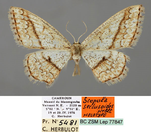 /filer/webapps/moths/media/images/S/seclusoides_Scopula_HT_ZSM_01.jpg