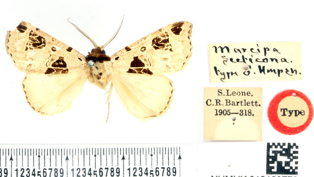 /filer/webapps/moths/media/images/S/secticona_Marcipa_HT_BMNH.jpg