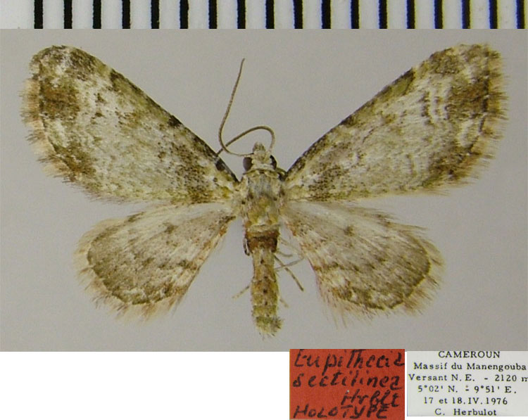 /filer/webapps/moths/media/images/S/sectilinea_Eupithecia_HT_ZSM.jpg