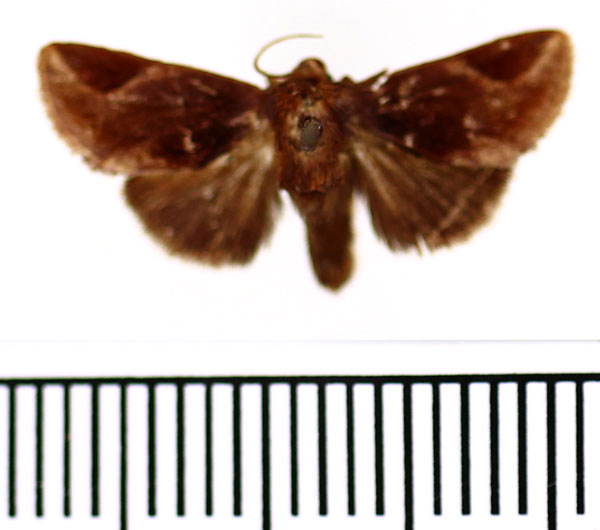 /filer/webapps/moths/media/images/S/secunda_Perola_A_BMNH.jpg