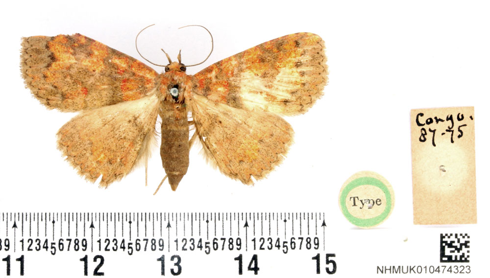 /filer/webapps/moths/media/images/S/sejuncta_Thermesia_HT_BMNH.jpg