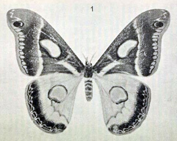 /filer/webapps/moths/media/images/S/semialba_Drepanoptera_HT_Rebel_1915_1.jpg