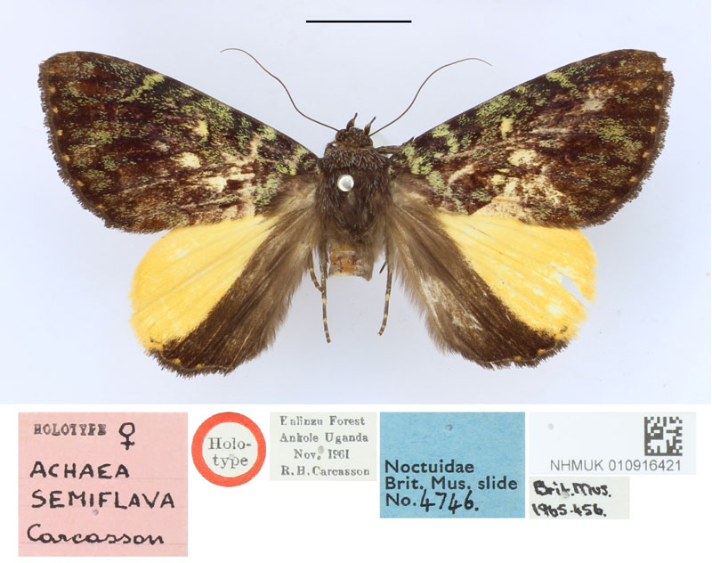 /filer/webapps/moths/media/images/S/semiflava_Achaea_HT_BMNH.jpg