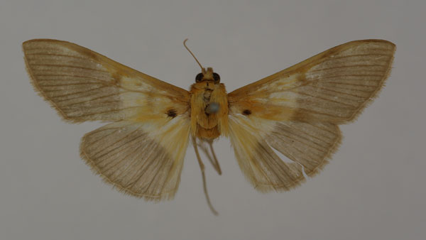 /filer/webapps/moths/media/images/S/semilugens_Syllepte_HT_BMNH.jpg