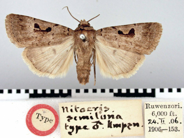 /filer/webapps/moths/media/images/S/semiluna_Ariathisa_HT_BMNH.jpg