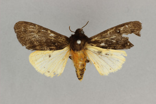 /filer/webapps/moths/media/images/S/seminigra_Teracotona_HT_BMNH.jpg