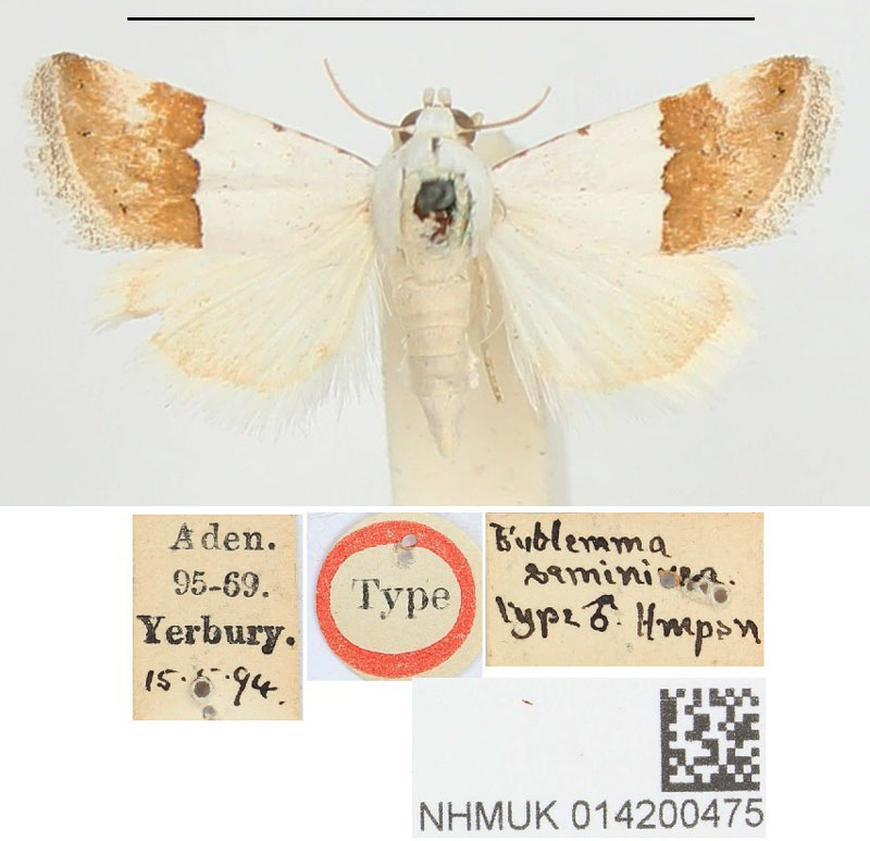 /filer/webapps/moths/media/images/S/seminivea_Eublemma_HT_BMNH.jpg