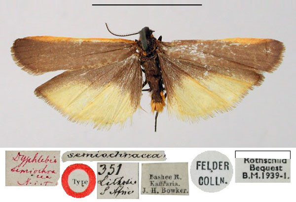 /filer/webapps/moths/media/images/S/semiochracea_Dyphlebia_HT_BMNH.jpg