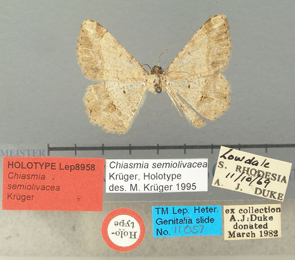 /filer/webapps/moths/media/images/S/semiolivacea_Chiasmia_HT_TMSA.jpg
