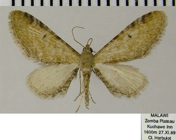 /filer/webapps/moths/media/images/S/semipallida_Eupithecia_AM_ZSM.jpg